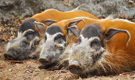 Red River Hog | Franklin Park Zoo