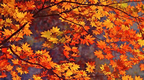 Free Autumn Leaves Wallpapers - WallpaperSafari