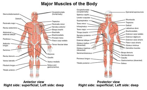 Naming Skeletal Muscles | Lifetime Fitness and Wellness