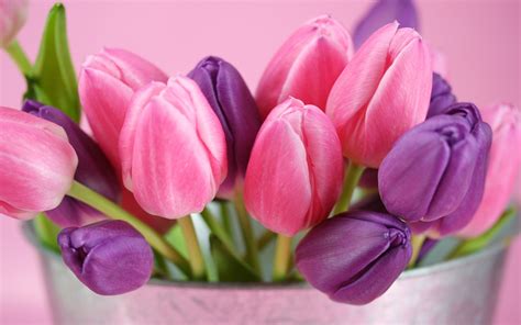 Pink and purple tulips flowers Wallpaper | 1680x1050 resolution wallpaper download | Best ...