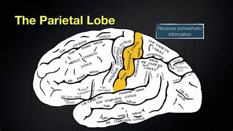 Parietal Lobe And Its Body Parts