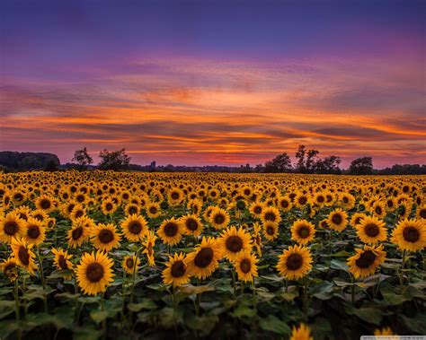 Field Of Sunflowers Wallpapers - Wallpaper Cave