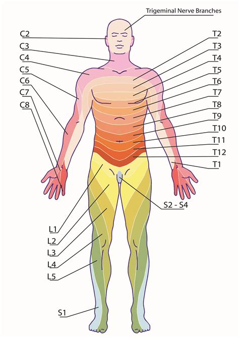 Printable Le Dermatome Map - Printable JD