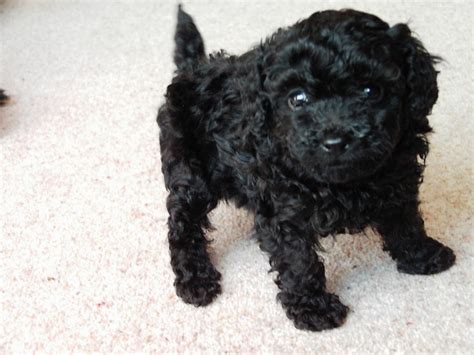 Cute Black Poodle Puppies | www.pixshark.com - Images Galleries With A Bite!