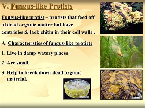 Fungus Like Protists Examples