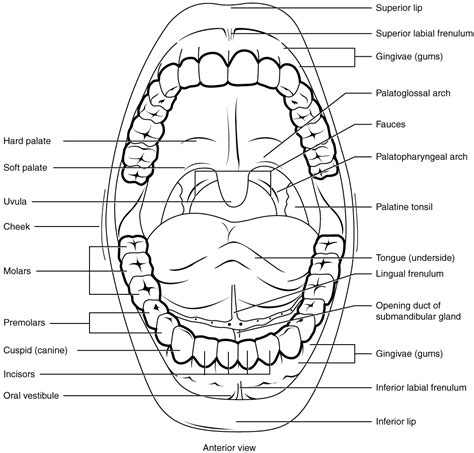 Anatomy Of The Mouth Diagram