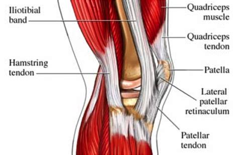 Diagram Of Tendons In Knee