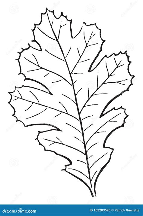 Lobed Leaf Vintage Illustration Stock Vector - Illustration of white, vein: 163283590