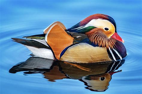 The beautiful Mandarin Duck : r/wildlifephotography