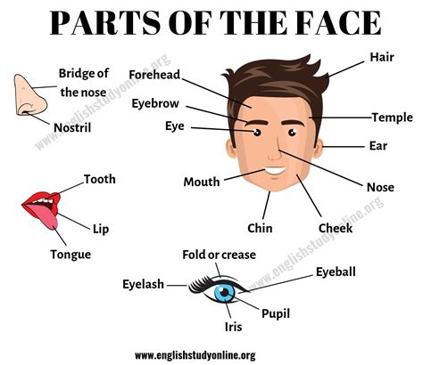 Human Face Parts Name List - Human Body Parts Name à¤… à¤— à¤• à¤¨ à¤® Newsmeto - 90 birds name ...