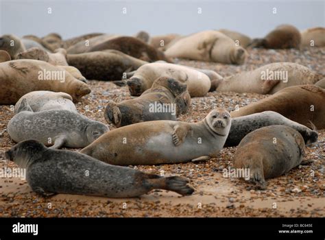 Seals on Blakeney Point, Norfolk Stock Photo - Alamy