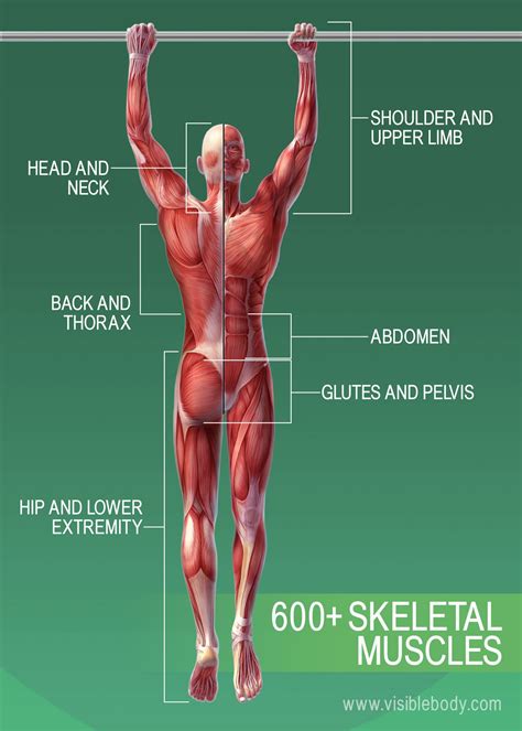 commentateur riches inconditionnel how many muscles in the body Semmêler artère Trahison