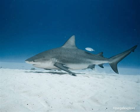 Diving with Bull Sharks | Pro Dive International