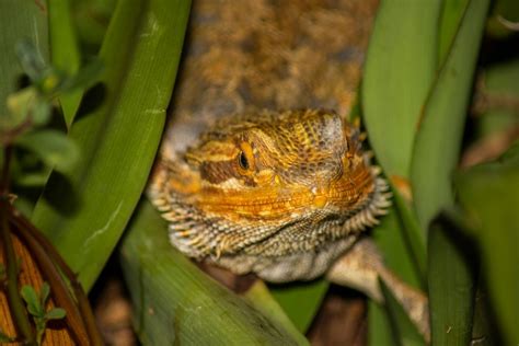 14 Bearded Dragon Plants To Put In Your Tank