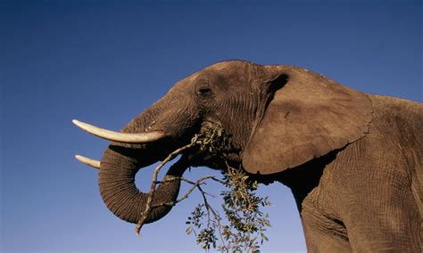 African_Elephant_7.27.2012_hero_and_circle_HI_53941.jpg | Photos | WWF