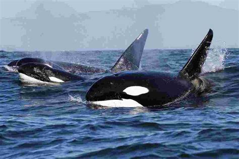 Antarctic Ocean Animals