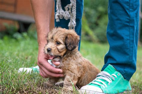 Puppy Training Timeline: Teaching Good Behavior Before It's Too Late