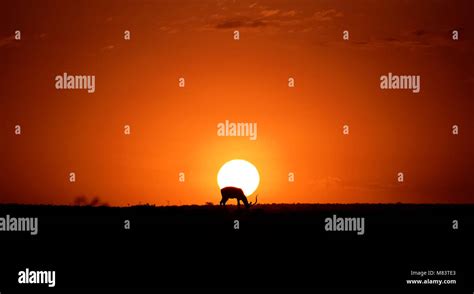 Mara wild sunrise silhouette, Maasai Mara, Kenya Stock Photo - Alamy