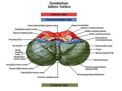 Cerebellum function, structure, anatomy, location and blood supply | Science online