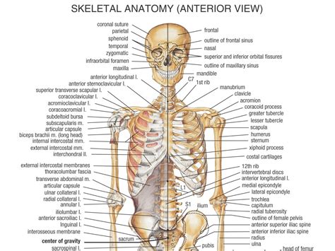 Labeling The Body Anatomy