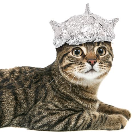 Tin foil hat cat – American Intelligence Media