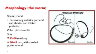 Trichuris trichiura | PPT