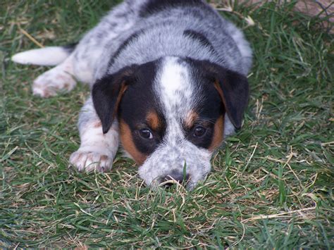 77+ Border Collie Blue Heeler Mix Puppy For Sale - l2sanpiero