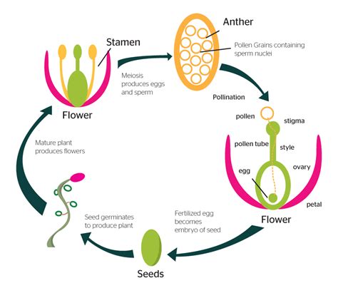 Reproduction In Plants Youtube - Riset