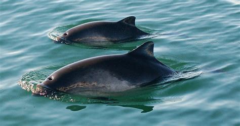 Harbour Porpoise — Porpoise Conservation Society