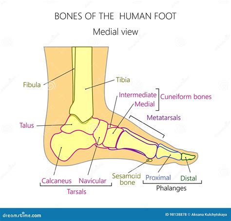 Medial Foot Anatomy