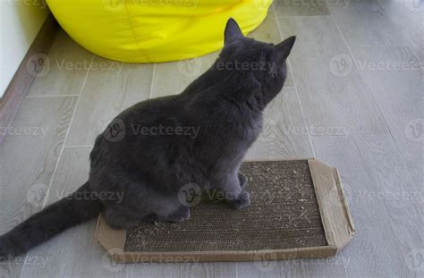 Cat and scratching post made of cardboard. 13007752 Stock Photo at Vecteezy