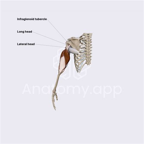 Infraglenoid Tubercle