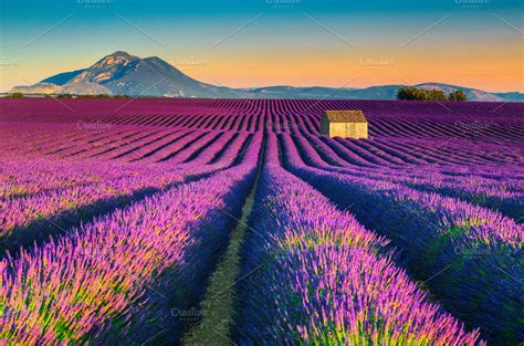 Lavender fields in Provence, France | High-Quality Nature Stock Photos ~ Creative Market