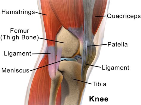 Knee - Wikipedia