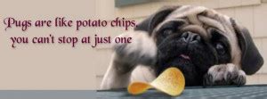 Pug Quotes. QuotesGram