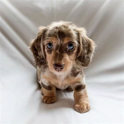 Dapple Dachshund in 2020 | Cute dogs and puppies, Dachshund puppies, Dapple dachshund