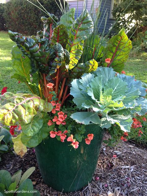 Fall container swiss chard - Spotts Garden Service