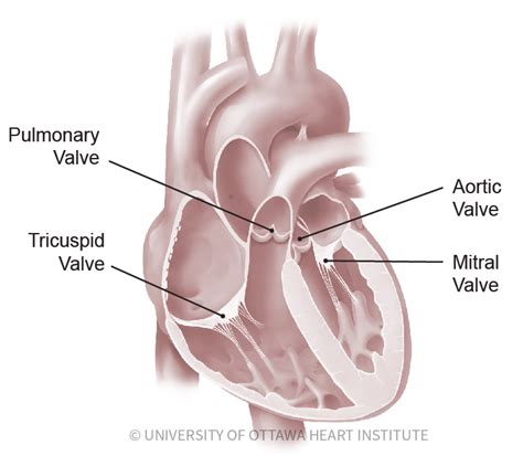 Heart Valves Location