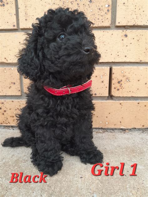 Purebred Chocolate And Black Toy Poodle Puppies - PetsForHomes