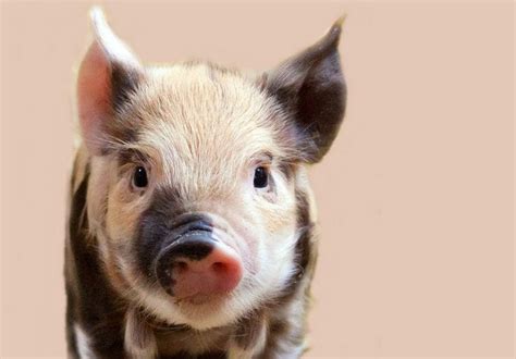 Pot Belly Pig Names - 220+ Best Names For A Pot-Bellied Or Mini Pig