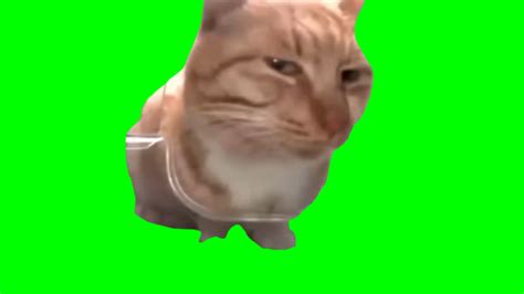 Cat Side Eye meme - Mr. Fresh the Cat (Green Screen) – CreatorSet