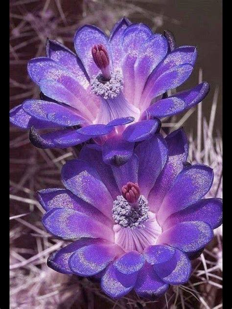 Gorgeous PURPLE flowers... | Unusual flowers, Flowers, Purple flowers