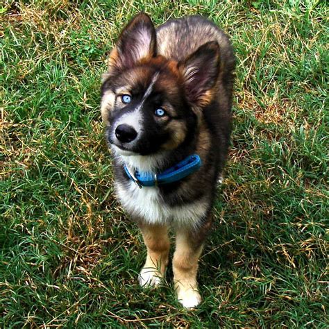 Border Collie Husky Mix For Sale | PETSIDI