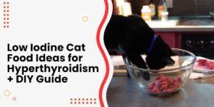 Best 5 Low Iodine Cat Food for Hyperthyroid Cats [2024]