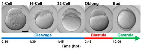 Zebrafish Embryo Stages