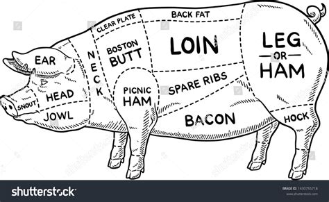 Pork Cuts Drawing Photos, Images & Pictures | Shutterstock