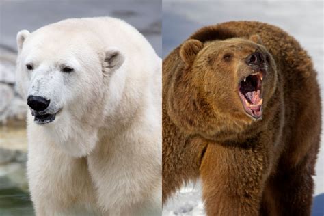 Polar Bear VS Grizzly Size: A Comprehensive Comparison – Ocean Action Hub