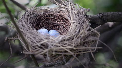 Nests - Smithsonian Gardens