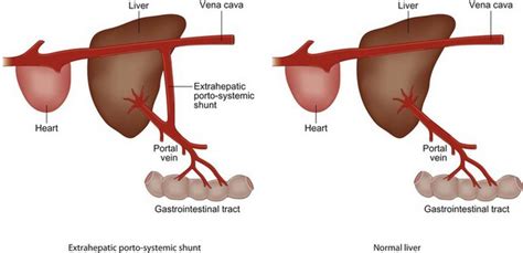 What Is A Liver Shunt In Dogs