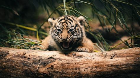 Tiger Cubs Wallpaper